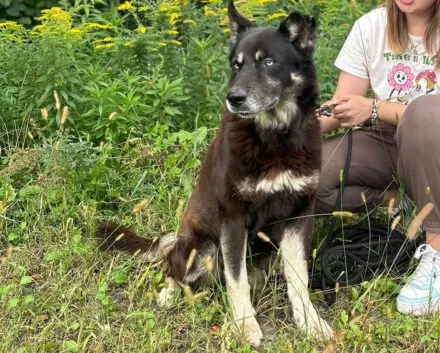 Pies do adopcji, Głowno, 17 lipca 2024 (4/5)