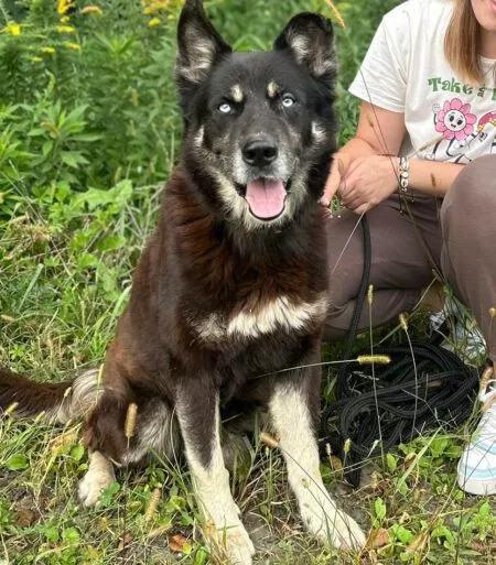 Pies do adopcji, Głowno, 17 lipca 2024 (5/5)