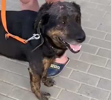 Pies do adopcji, Głowno, 11 lipca 2024 (1/5)