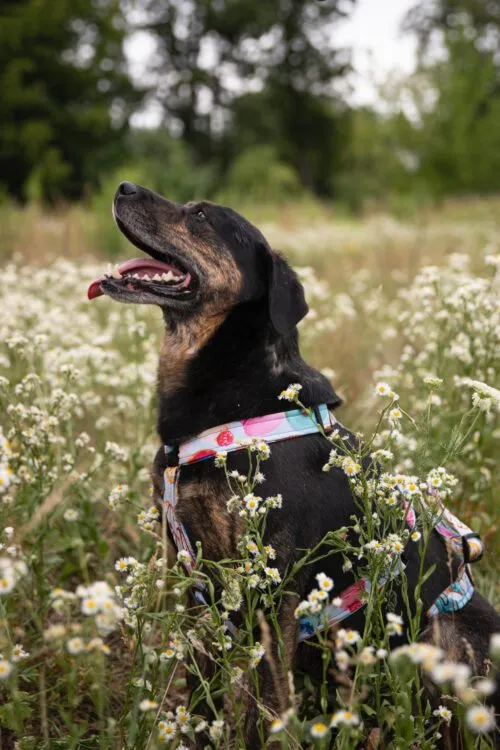 Pies do adopcji, Głowno, 11 lipca 2024 (4/5)