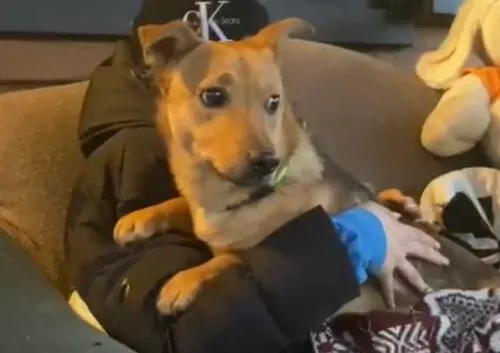 Pies do adopcji, Głowno, 10 lipca 2024 (2/5)