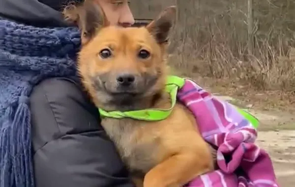 Pies do adopcji, Głowno, 10 lipca 2024 (5/5)