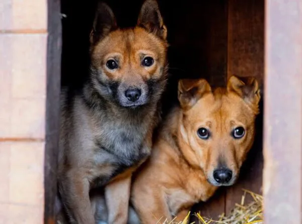 Pies do adopcji, Głowno, 10 lipca 2024 (1/5)