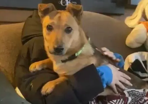 Pies do adopcji, Głowno, 10 lipca 2024 (3/5)