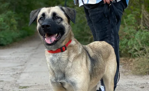 Pies do adopcji, Głowno, 3 marca 2024 (2/2)