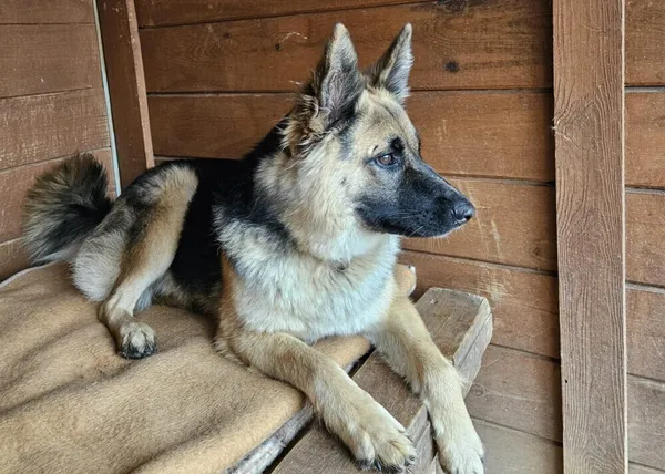 Pies do adopcji, Głowno, 18 lutego 2024 (3/4)