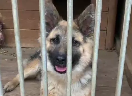 Pies do adopcji, Głowno, 18 lutego 2024 (4/4)