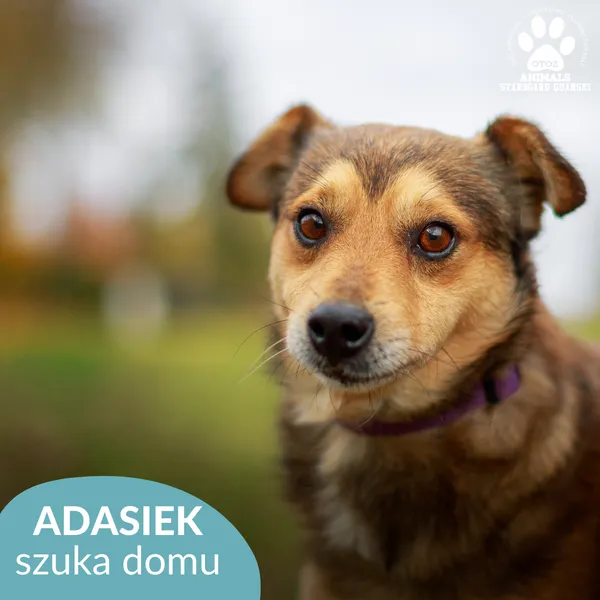 Pies do adopcji, Starogard Gdański, 29 listopada 2024 (1/4)