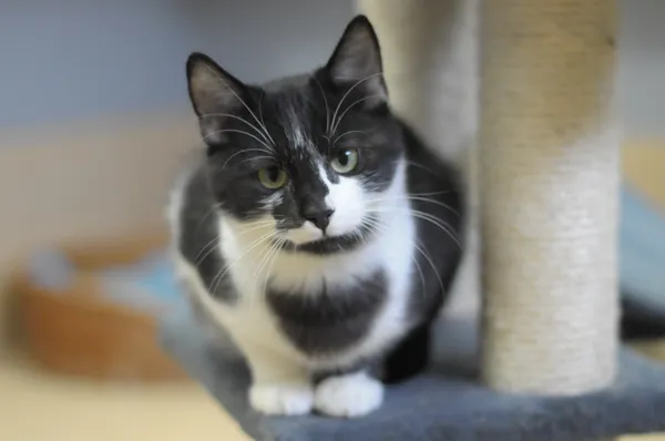 Kot do adopcji, Olsztyn, 30 września 2024 (2/5)