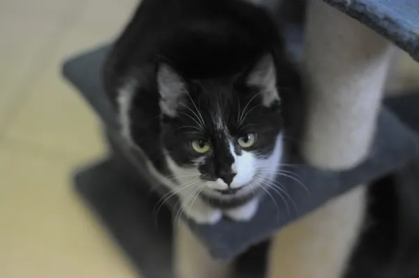 Kot do adopcji, Olsztyn, 30 września 2024 (3/5)