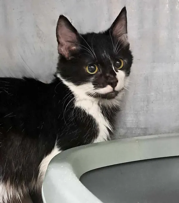 Kot do adopcji, Olsztyn, 30 września 2024 (5/5)