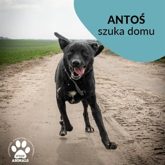 Pies do adopcji, Starogard Gdański, 26 marca 2024 (2/3)