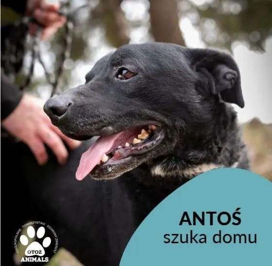 Pies do adopcji, Starogard Gdański, 26 marca 2024 (3/3)