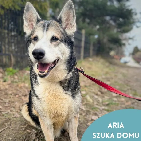 Pies do adopcji, Starogard Gdański, 26 marca 2024 (3/4)