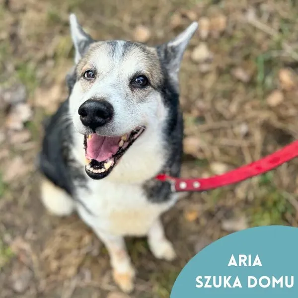 Pies do adopcji, Starogard Gdański, 26 marca 2024 (4/4)