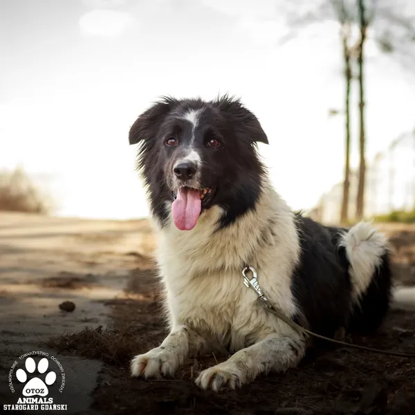 Pies do adopcji, Starogard Gdański, 20 marca 2024 (2/4)