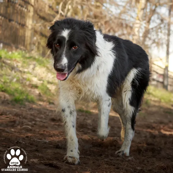 Pies do adopcji, Starogard Gdański, 20 marca 2024 (4/4)