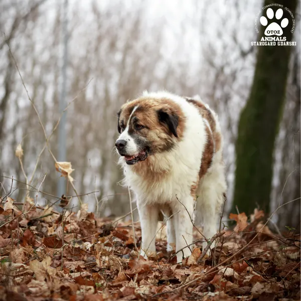 Pies do adopcji, Starogard Gdański, 20 marca 2024 (2/4)