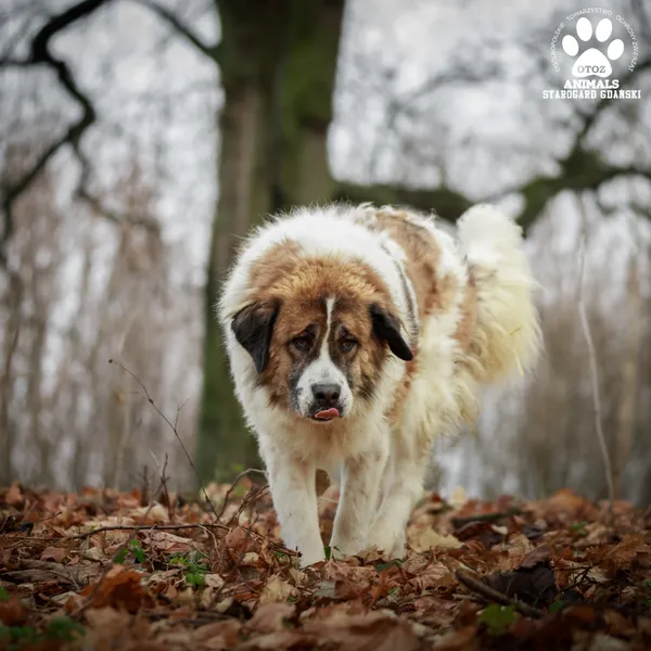 Pies do adopcji, Starogard Gdański, 20 marca 2024 (3/4)