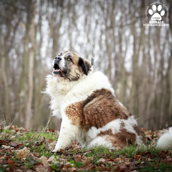 Pies do adopcji, Starogard Gdański, 20 marca 2024 (4/4)