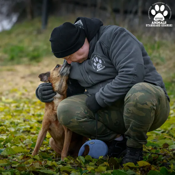 Pies do adopcji, Starogard Gdański, 25 listopada 2024 (3/4)