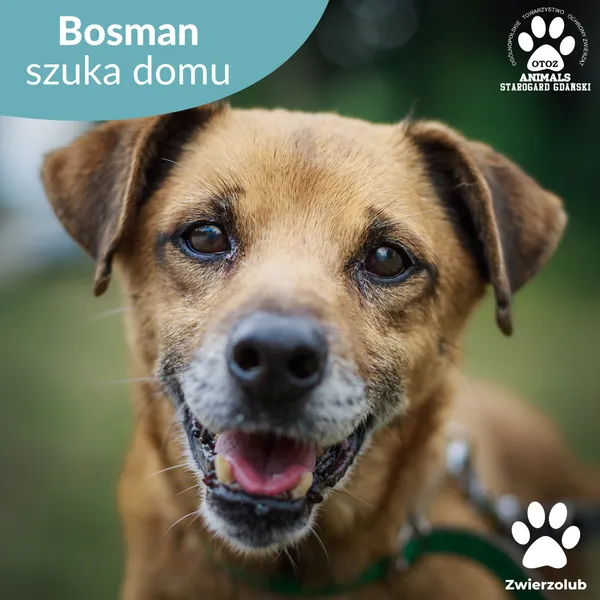 Pies do adopcji, Starogard Gdański, 25 listopada 2024 (1/4)