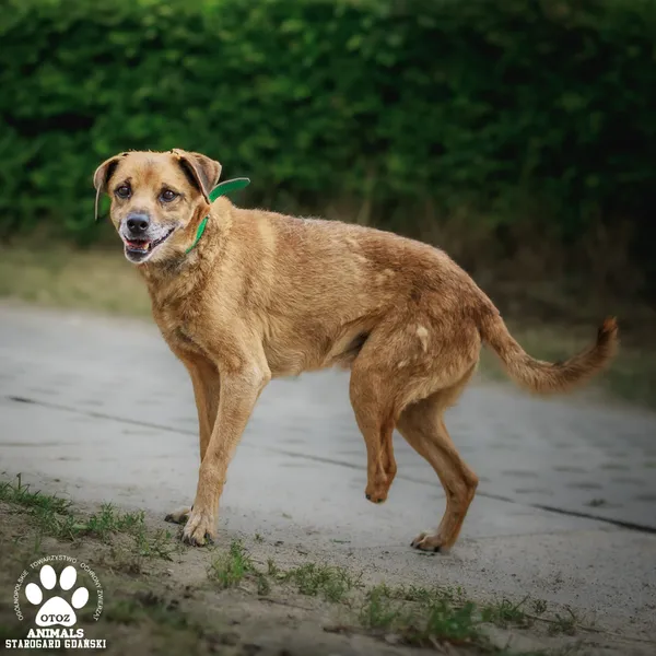 Pies do adopcji, Starogard Gdański, 25 listopada 2024 (4/4)