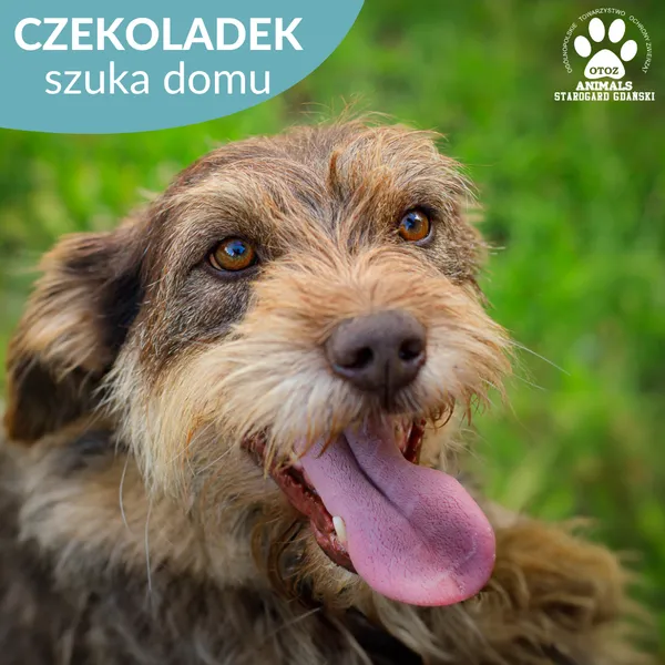 Pies do adopcji, Starogard Gdański, 20 marca 2024 (1/4)