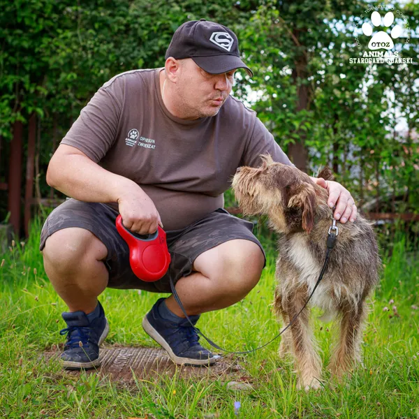 Pies do adopcji, Starogard Gdański, 20 marca 2024 (3/4)