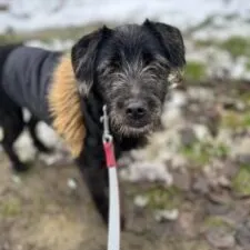 Pies do adopcji, Starogard Gdański, 20 marca 2024 (2/4)