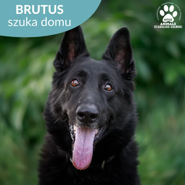 Pies do adopcji, Starogard Gdański, 30 sierpnia 2024 (1/4)