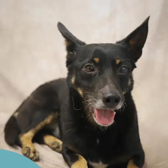 Pies do adopcji, Starogard Gdański, 20 marca 2024 (1/2)