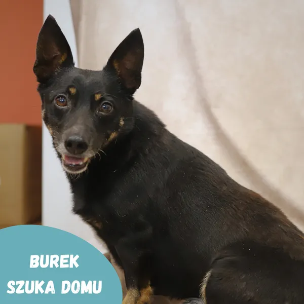 Pies do adopcji, Starogard Gdański, 20 marca 2024 (2/2)