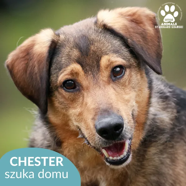 Pies do adopcji, Starogard Gdański, 26 marca 2024 (1/4)
