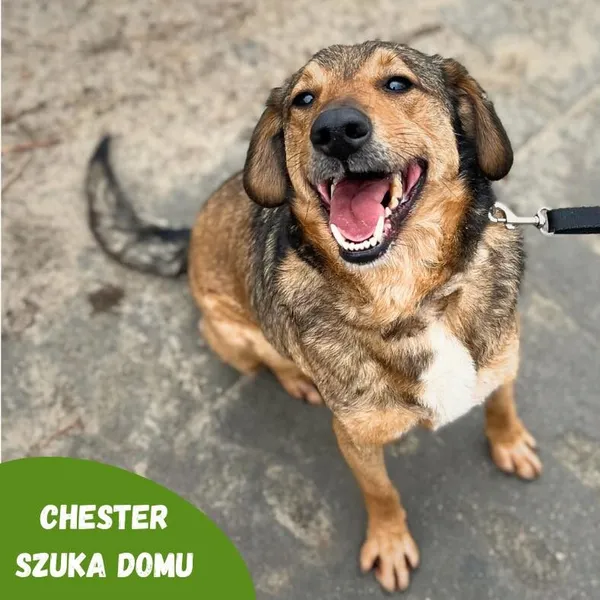 Pies do adopcji, Starogard Gdański, 26 marca 2024 (2/4)