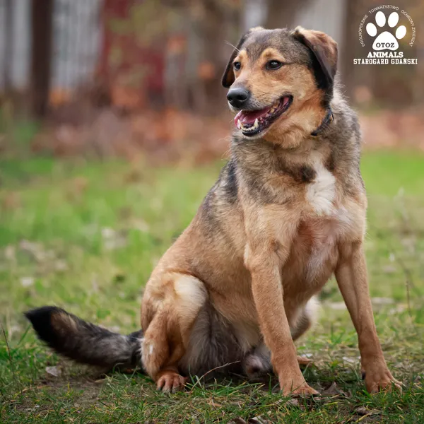 Pies do adopcji, Starogard Gdański, 26 marca 2024 (3/4)