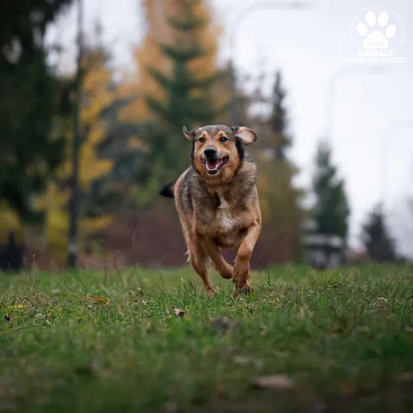 Pies do adopcji, Starogard Gdański, 26 marca 2024 (4/4)