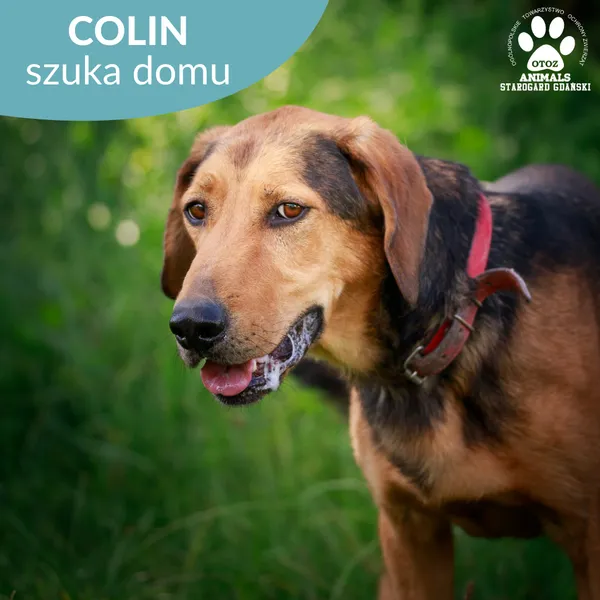 Pies do adopcji, Starogard Gdański, 20 marca 2024 (1/4)