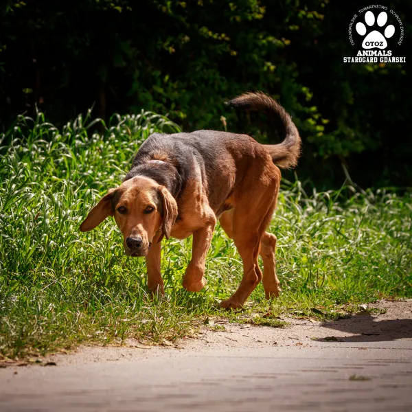 Pies do adopcji, Starogard Gdański, 20 marca 2024 (2/4)