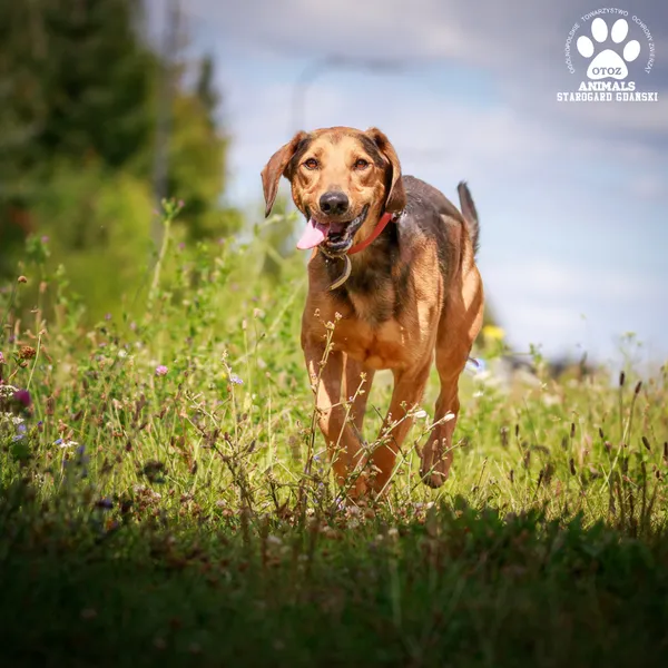 Pies do adopcji, Starogard Gdański, 20 marca 2024 (3/4)