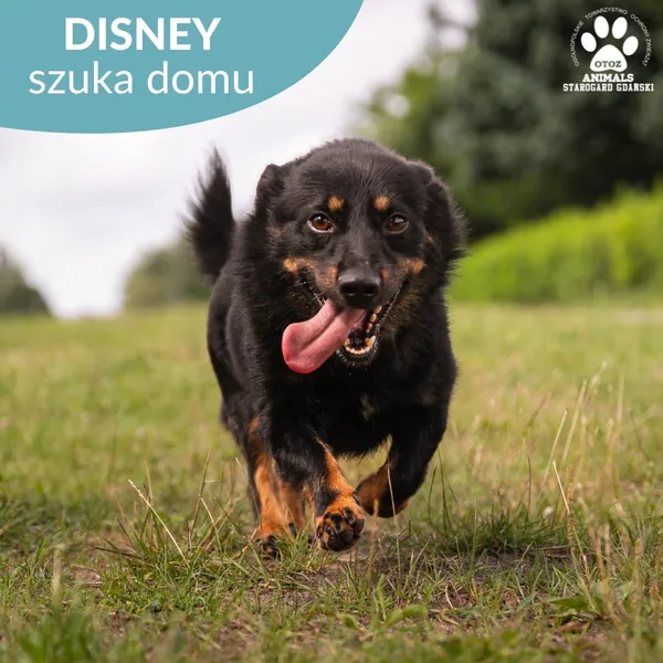 Pies do adopcji, Starogard Gdański, 20 marca 2024 (1/2)