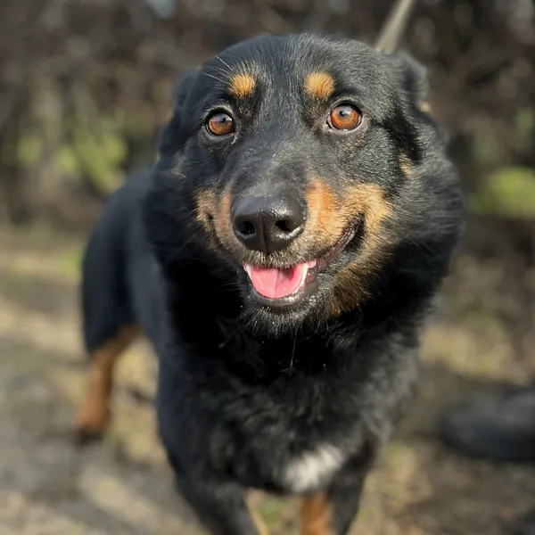 Pies do adopcji, Starogard Gdański, 20 marca 2024 (2/2)