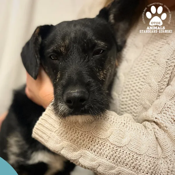 Pies do adopcji, Starogard Gdański, 20 marca 2024 (2/5)