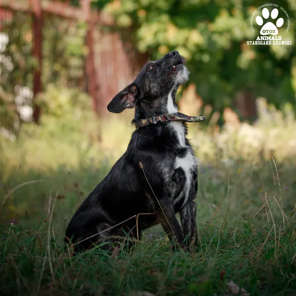 Pies do adopcji, Starogard Gdański, 20 marca 2024 (3/5)