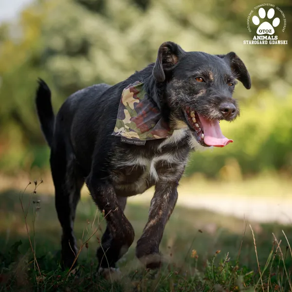 Pies do adopcji, Starogard Gdański, 20 marca 2024 (4/5)