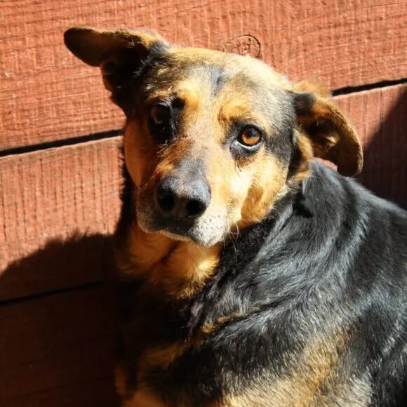 Pies do adopcji, Starogard Gdański, 20 marca 2024 (1/3)