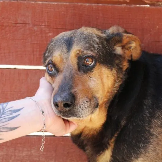 Pies do adopcji, Starogard Gdański, 20 marca 2024 (2/3)