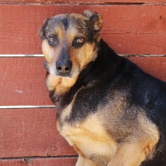 Pies do adopcji, Starogard Gdański, 20 marca 2024 (3/3)