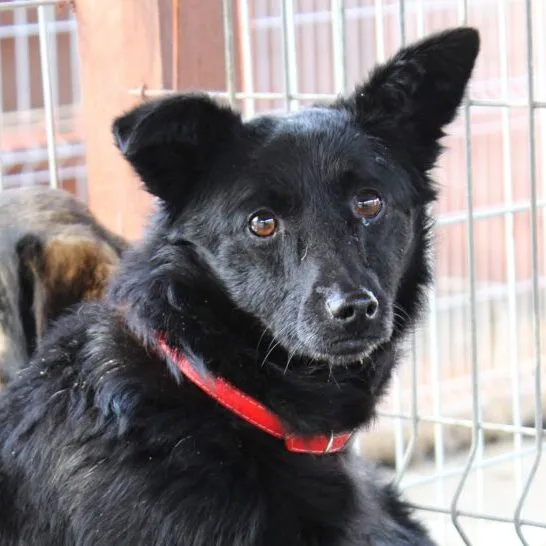 Pies do adopcji, Starogard Gdański, 20 marca 2024 (1/4)