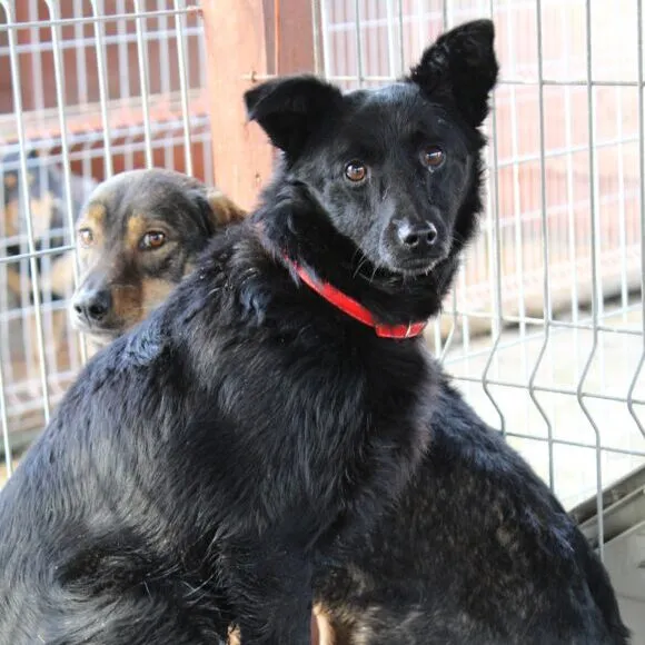 Pies do adopcji, Starogard Gdański, 20 marca 2024 (4/4)